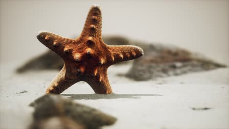 red-starfish-on-ocean-beach-with-golden-sand